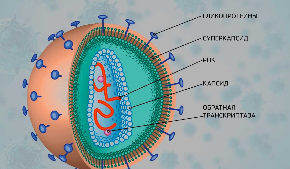 Вирусы строение. Строение рецепторов вируса. Вирус паротита строение вируса. Строение вируса фото. Вирус паротита строение.