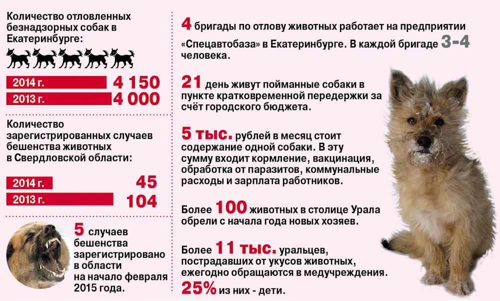Прививки от бешенства для человека после укуса собаки схема и ограничения