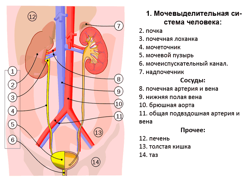 Органы выделительной системы человека схема. Общая схема мочевыделительной системы. Почки мочеточники мочевой пузырь схема. Анатомическая структура выделительной системы.