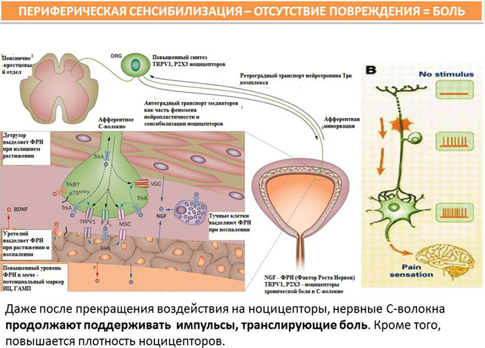 Классы сенсибилизации. Сенсибилизация рецепторов. Сенсибилизация нервной системы. Фактор роста нервов. Периферическая сенсибилизация.