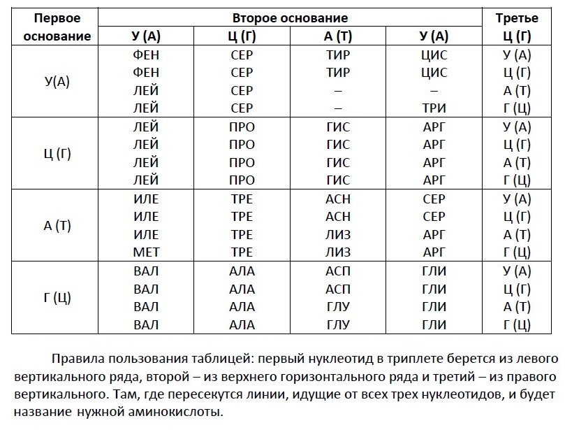 Таблица аминокислот и триплетов днк