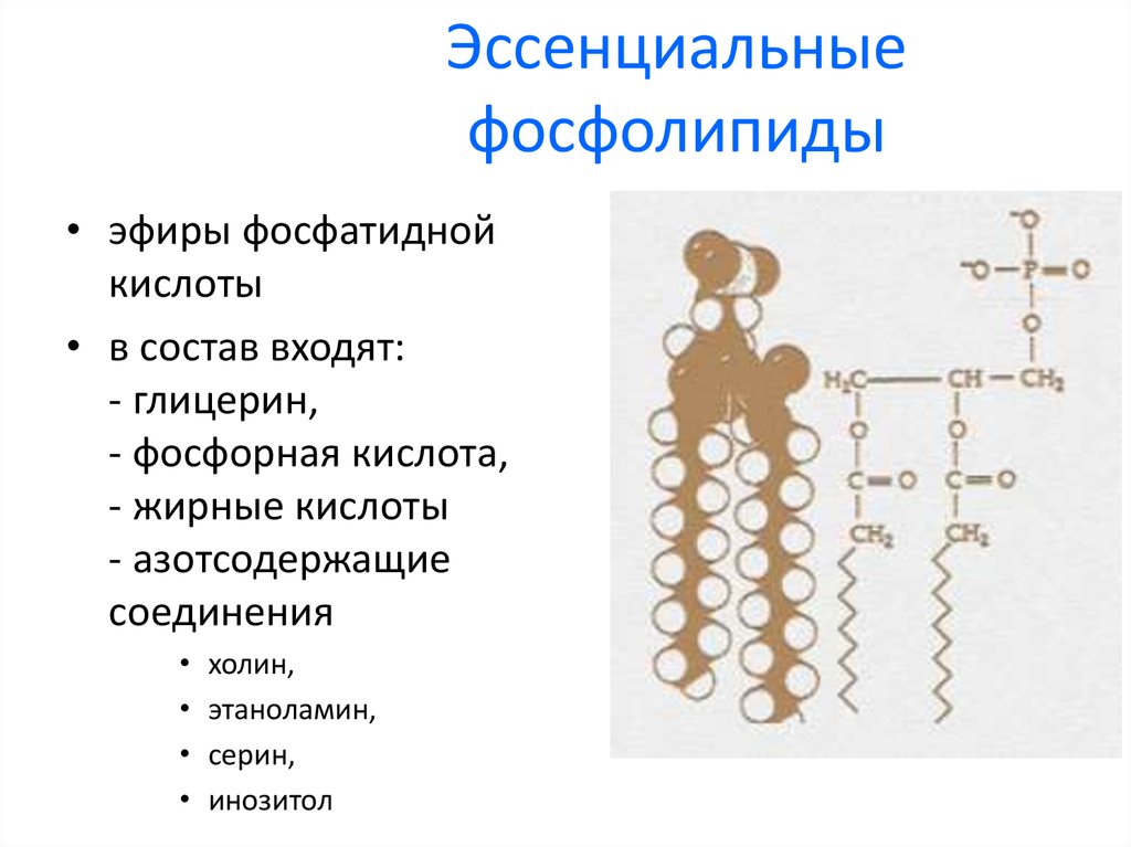 Фосфолипиды. В состав фосфолипидов входят. Эссенциальные фосфолипиды формула. Хим структура фосфолипидов. Жирные кислоты фосфолипидов.